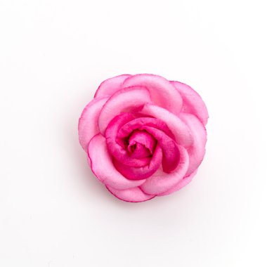 Pembe Gül beyaz arkaplanda izole edildi