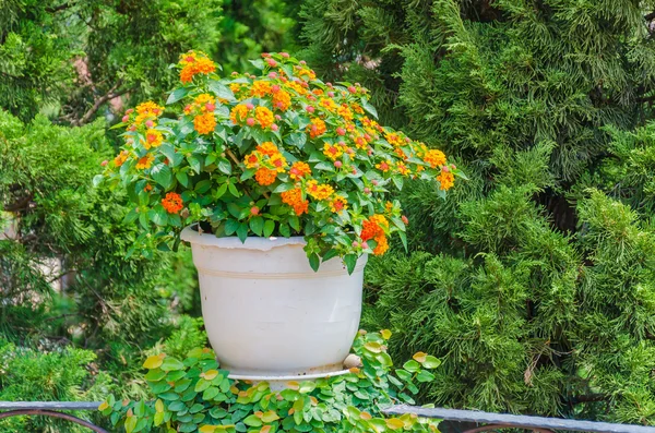 花の花瓶の装飾 — ストック写真