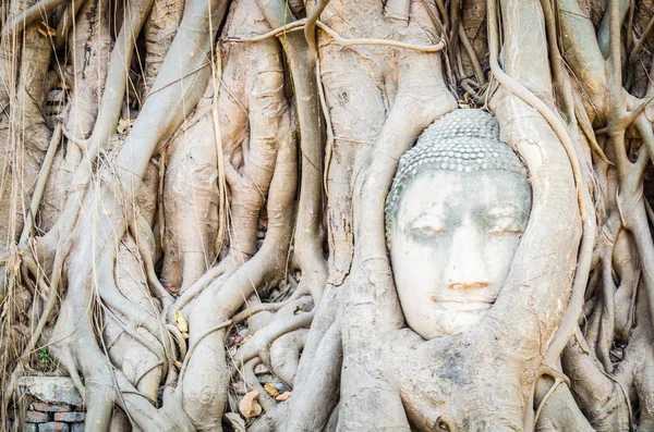 Huvudet Buddhastatyn under roten träd i ayutthaya thailand — Stockfoto