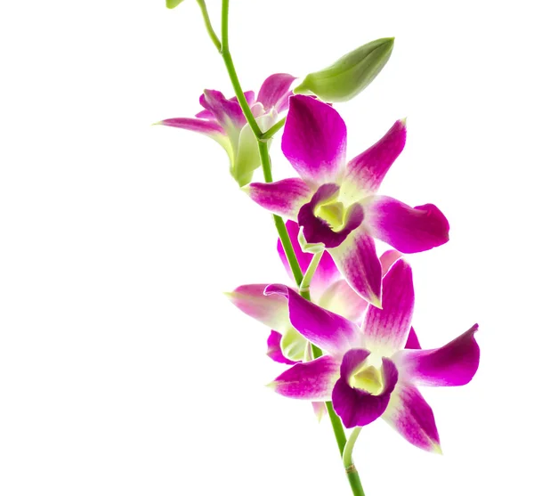 Орхидея изолированный белый фон — стоковое фото