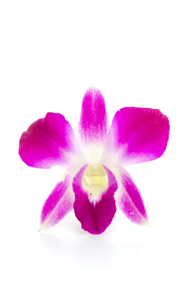 Orquídea púrpura flor aislado fondo blanco —  Fotos de Stock