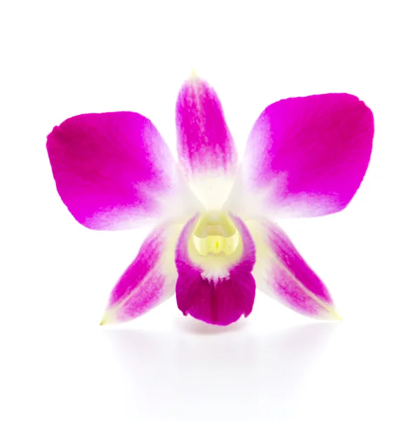 Orchidée violette fleur isolé fond blanc — Photo