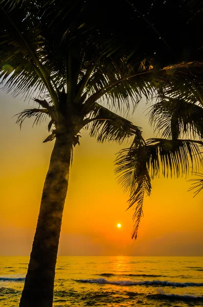 Silhouette Palme Sonnenuntergang — Stockfoto