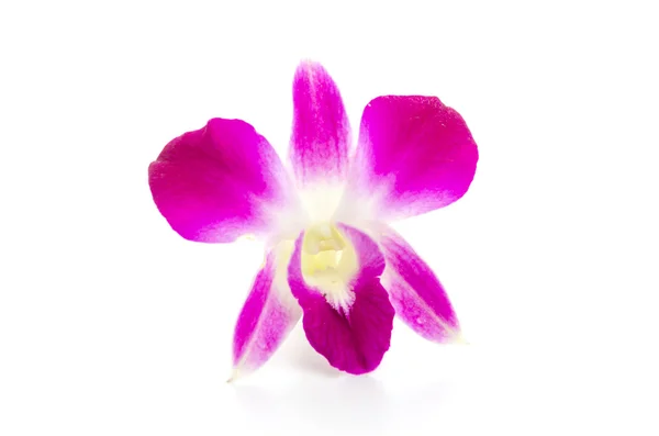 Flor de orquídea — Fotografia de Stock