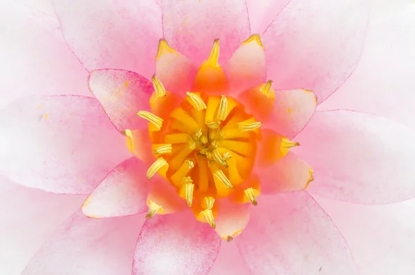 Lotusblume aus nächster Nähe — Stockfoto