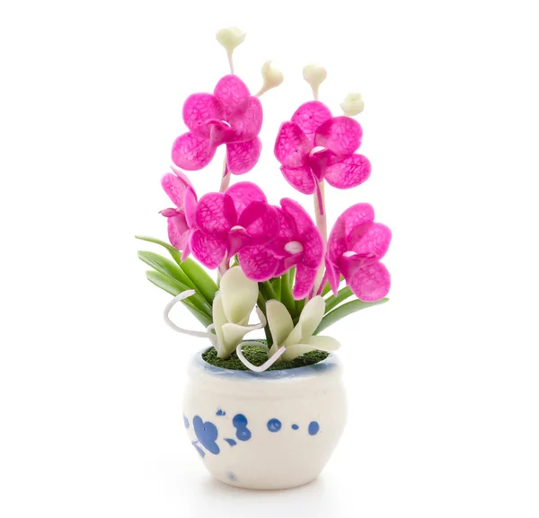 Blue flower in pot — Stock Photo, Image