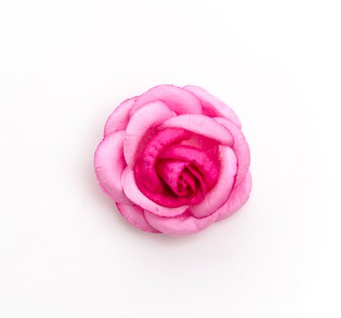 Pembe Gül beyaz arkaplanda izole edildi