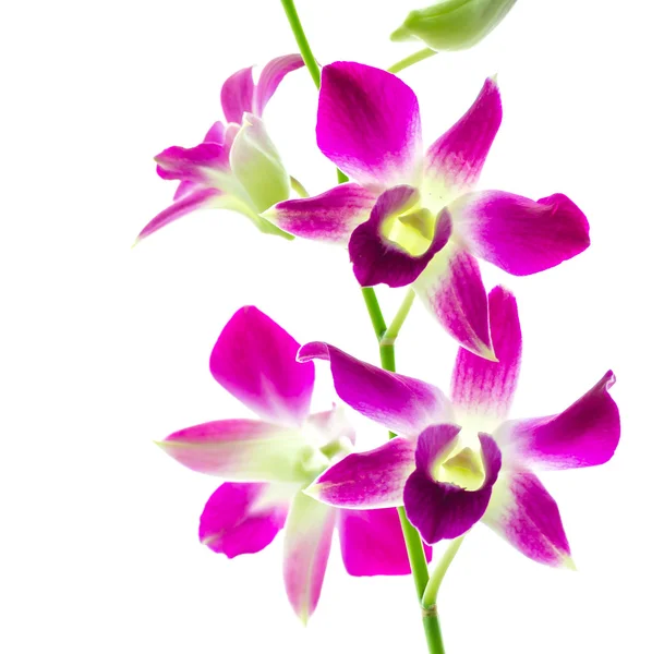 Orchidée fleur — Photo