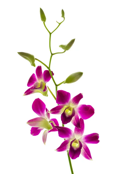 Flor de orquídea — Foto de Stock