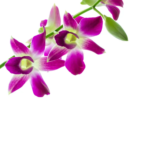 Flor de orquídea — Foto de Stock