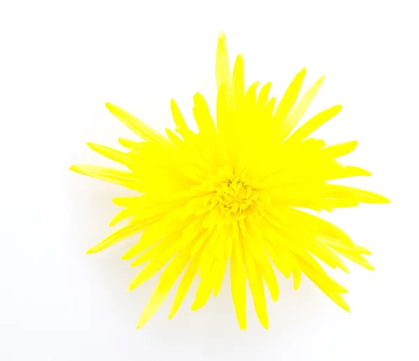 Yellow flower isolated on white background — Stock Photo, Image