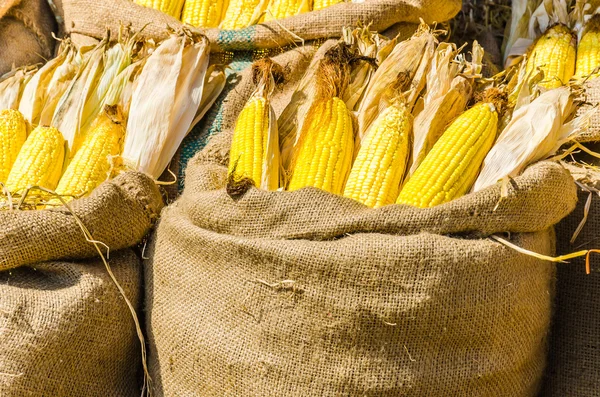 Corn in bags — Stock Photo, Image