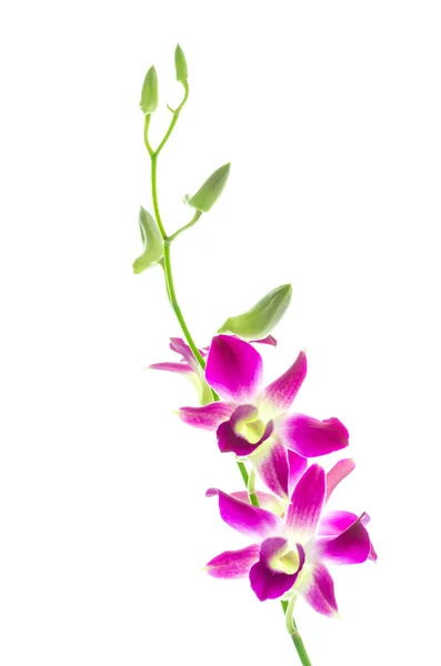 Orquídea — Fotografia de Stock