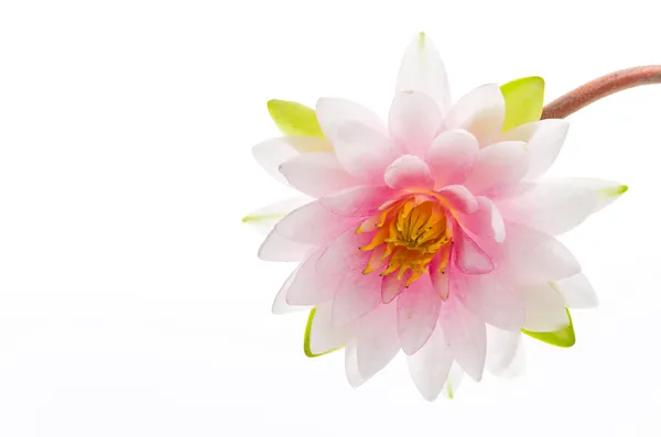 Lotus flower isolated white background — Stock Photo, Image