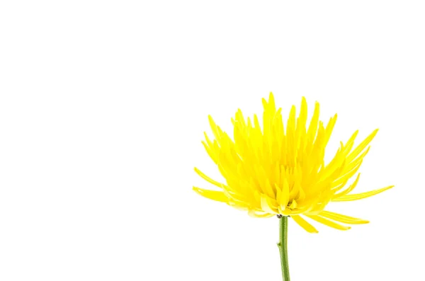 Желтый цветок на белом фоне — стоковое фото