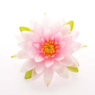 Lotus izole çiçek beyaz arka plan