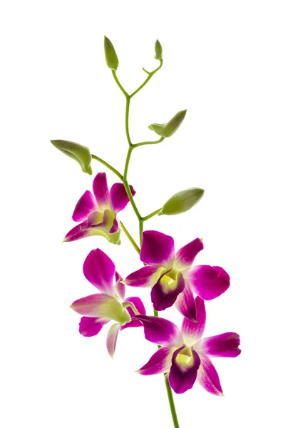 Flores de orquídeas — Fotografia de Stock