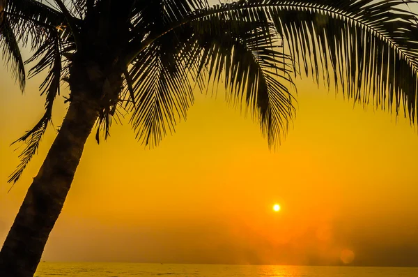 Silhouette palm sunset — Stockfoto