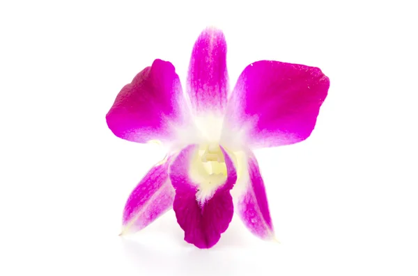 Orchidée — Photo