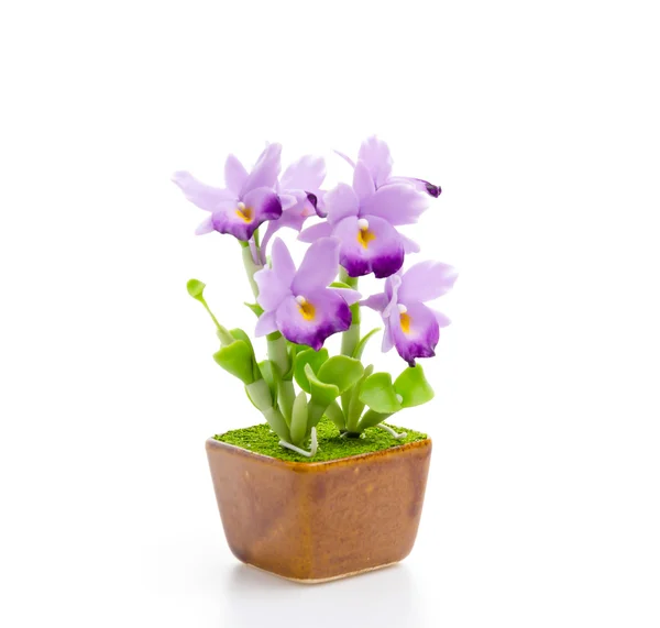 Flowers in pot — Stock Photo, Image