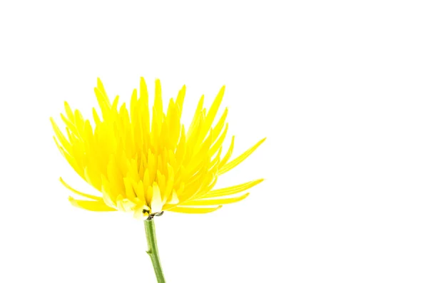 Flor amarilla aislada sobre fondo blanco — Foto de Stock