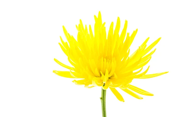 Żółty kwiat izolowany na białym tle — Zdjęcie stockowe