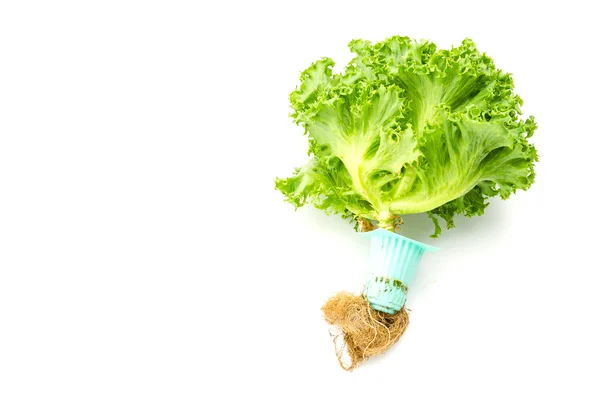 Zelenina izolované na bílém pozadí — Stock fotografie