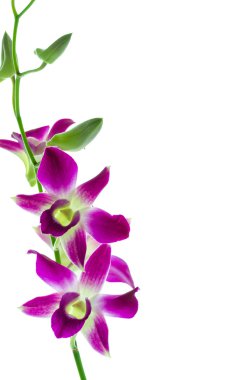 izole orchind beyaz arka plan