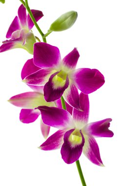 izole orchind beyaz arka plan