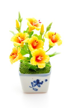 izole sarı çiçek beyaz arka plan