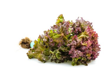 Sebzeler beyaz arkaplanda izole