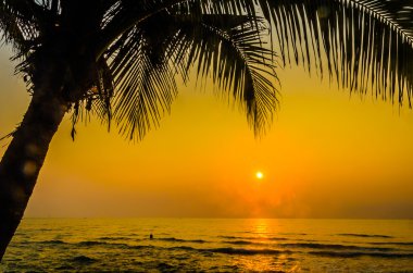 siluet palm günbatımı