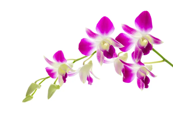 Purple orchid flower isolated white background — Stock Photo, Image