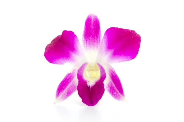 Orchidée violette fleur isolé fond blanc — Photo