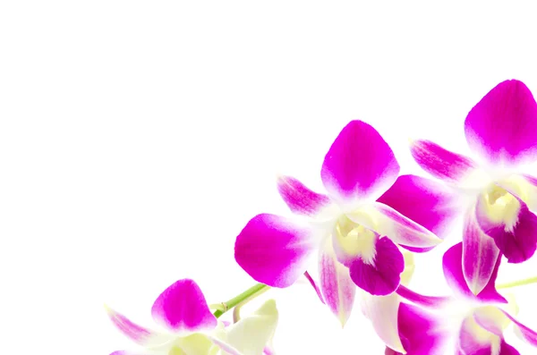 Фіолетова квітка орхідеї ізольований білий фон — стокове фото