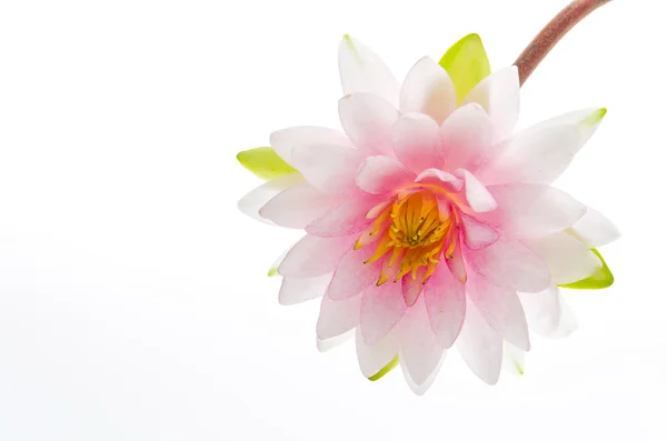 Lotus flower isolated white background — Stock Photo, Image