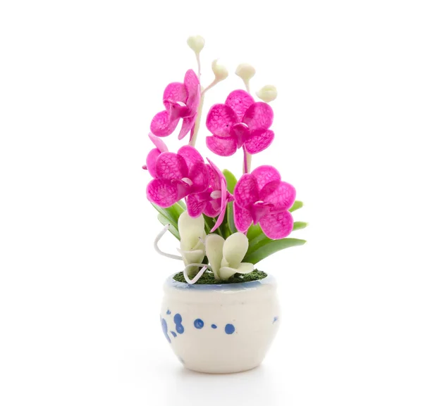 Flowers in pot — Stock Photo, Image