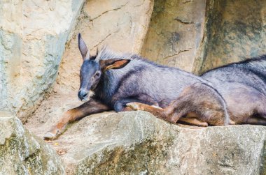 Chamois