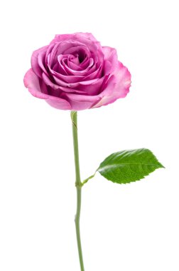 pembe Gül