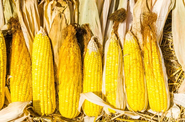 Mazorcas de maíz seco —  Fotos de Stock