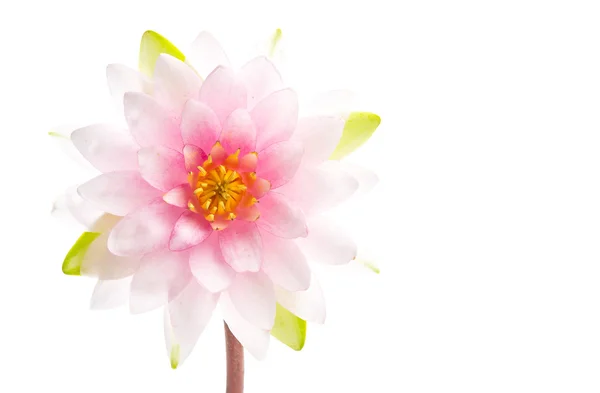 Lotus flower izolované bílé pozadí — Stock fotografie