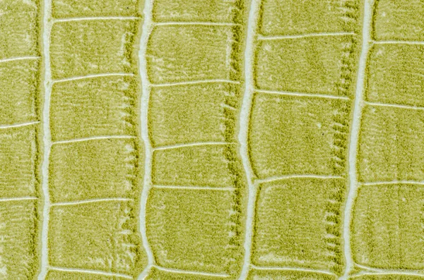 Textura de cuero verde fondo —  Fotos de Stock