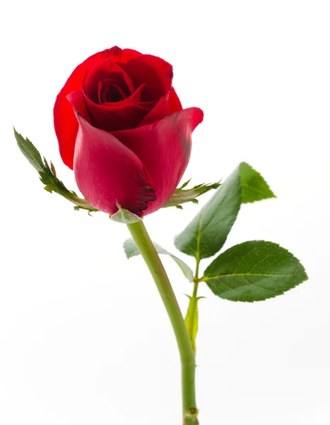 Rote Rose — Stockfoto