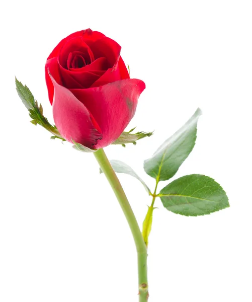 Rote Rose — Stockfoto