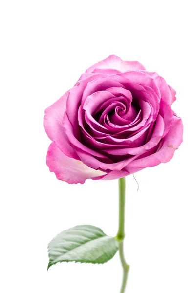 Rosa Ros — Stockfoto