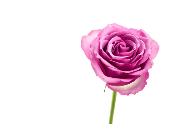 Roze roos — Stockfoto