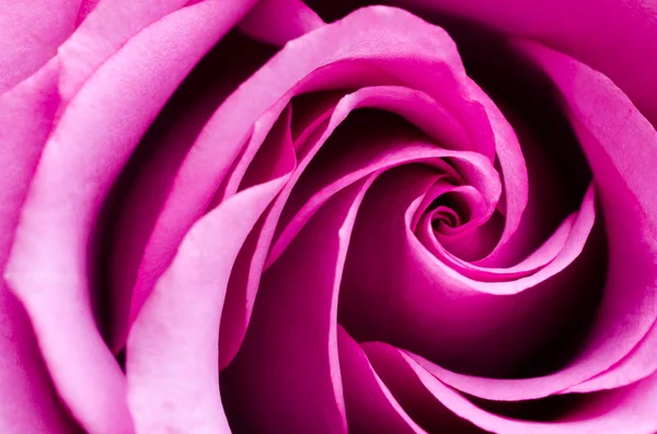 Pink rose — Stock Photo, Image