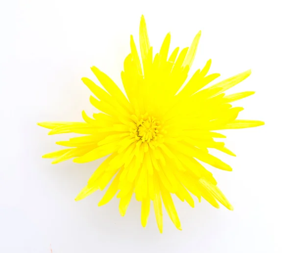 Gelbe Blüte — Stockfoto