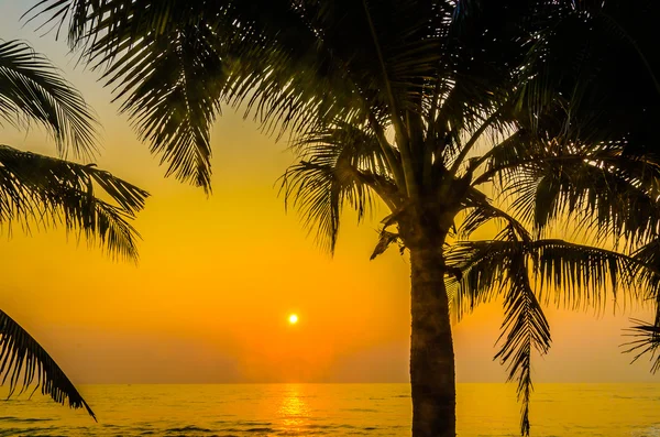 Silhouette palm naplemente — Stock Fotó