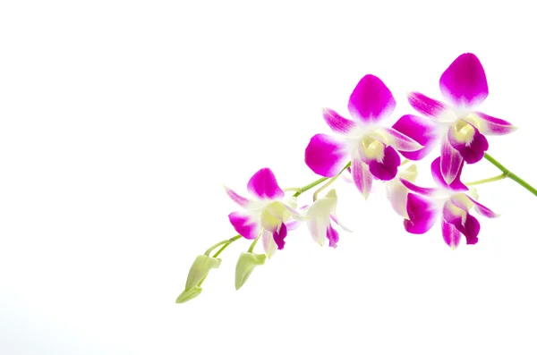 Fiore di orchidea viola — Foto Stock